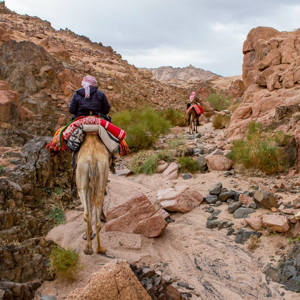 Riding a Camel in Egypt Highlands