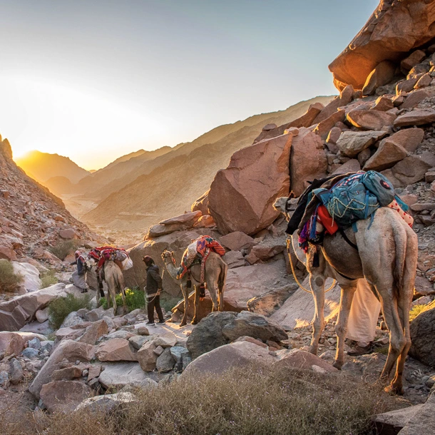 Camel Trekking in the Sinai Dramatic Wadis