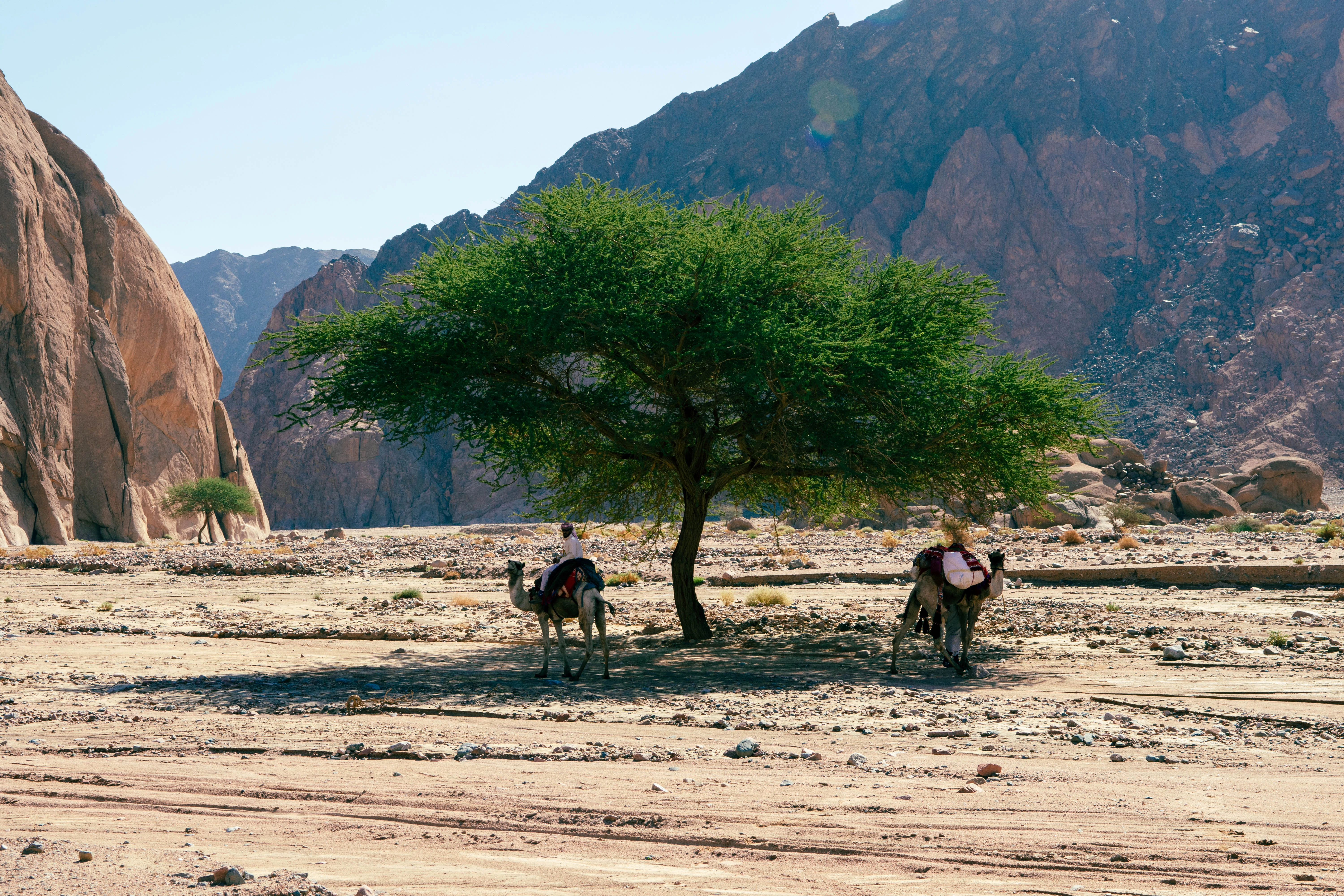 camel safari trails in sinai with sinai hikes, sinai hikes, hiking in sinai, Best Hikes in Sinai, Jeep Safari in Sinai, Trekking in Sinai, Camel Safari in Sinai, st catherine hike, Sinai retreats