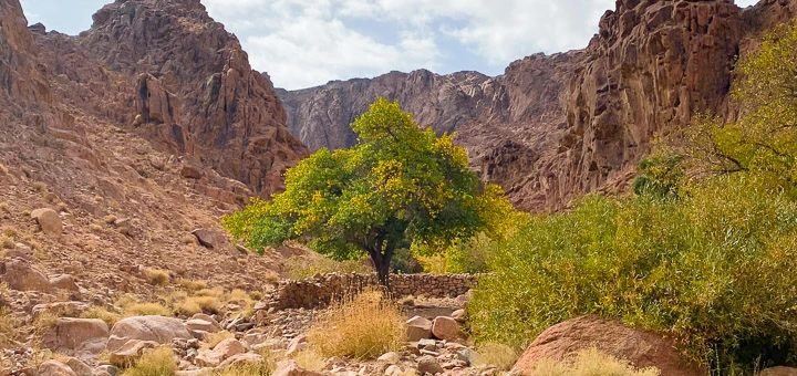 A lone green tree in a rocky valley of Wadi Gebal, Saint Catherine, South Sinai — part of Egypt’s high mountain ecosystem.