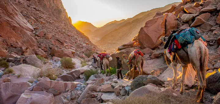 Bedouin guides with camels hiking at sunrise in the Sinai Mountains.