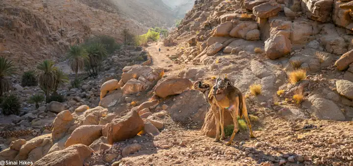 Camel carrying camping equipment through a valley in the Sinai Mountains.