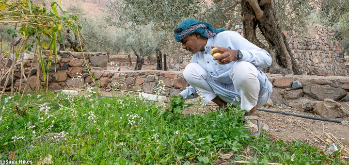 Bedouin guide collecting vegetables in a mountain garden in Sinai Desert