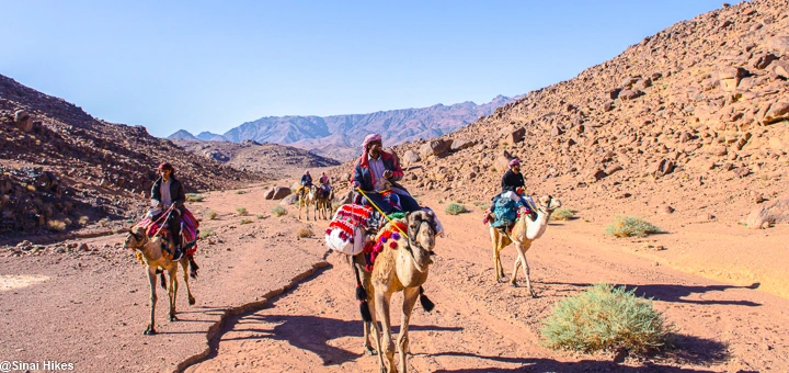 Camel safari with Bedouin guides crossing a valley in Sinai Desert Egypt
