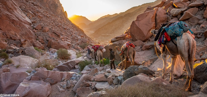 Camel safari with two Bedouin guides crossing a valley at sunrise in Sinai Desert